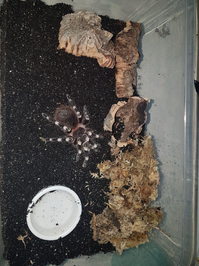 New substrate