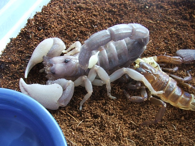 new swammer molt