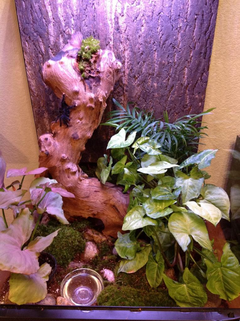 New tank for A. sp.