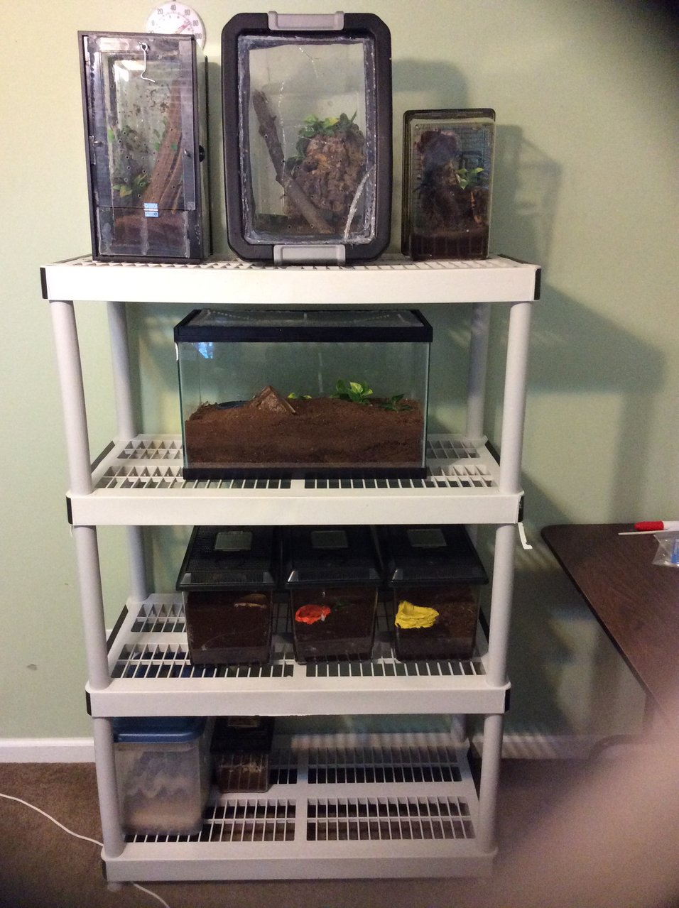 New Tarantula shelves