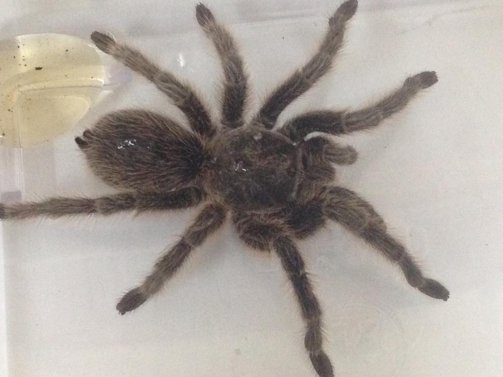 NEWBIE :Need help with Tarantula ID