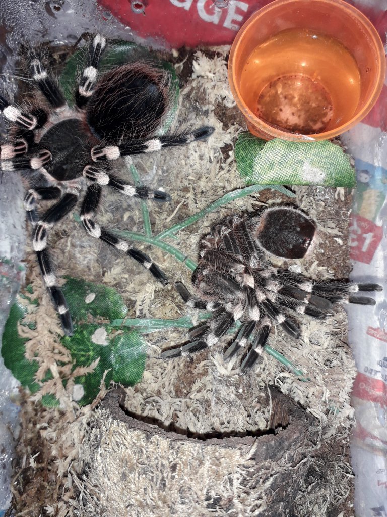 newly molted geniculata