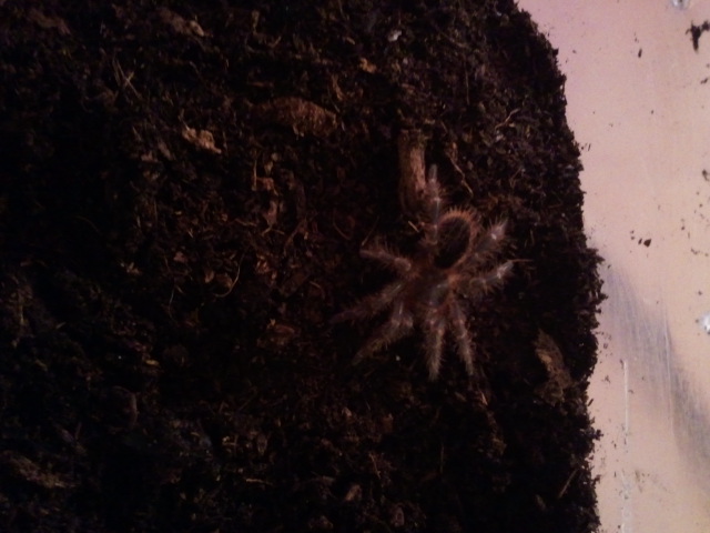 Newly Molted