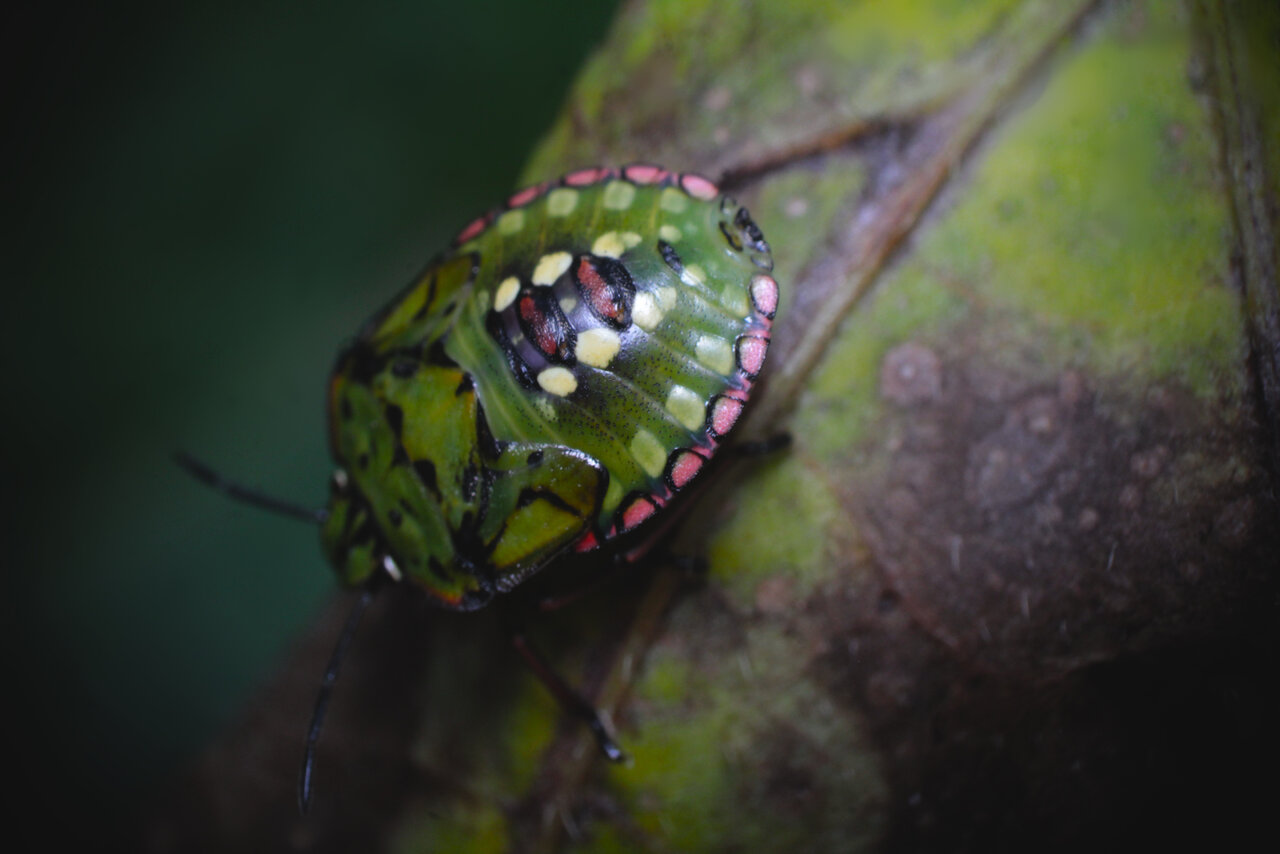 Nezara viridula - green stinkbug nymph