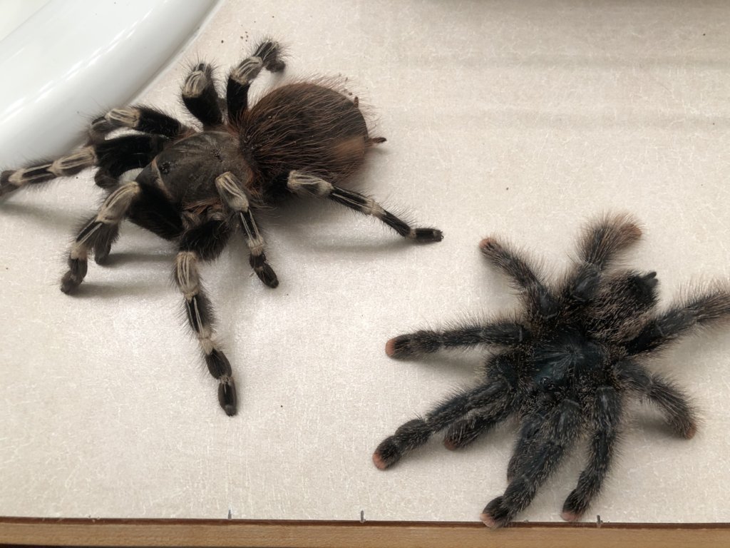 Nhandu and Avicularia