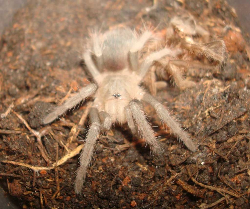 Nhandu carapoensis sling