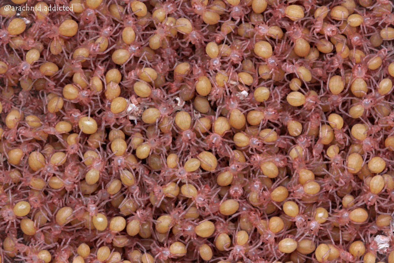Nhandu cerradensis.