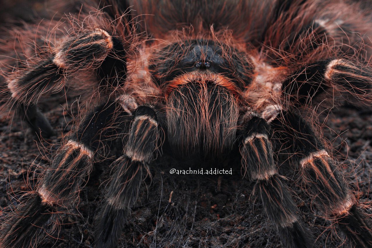 Nhandu cerradensis.