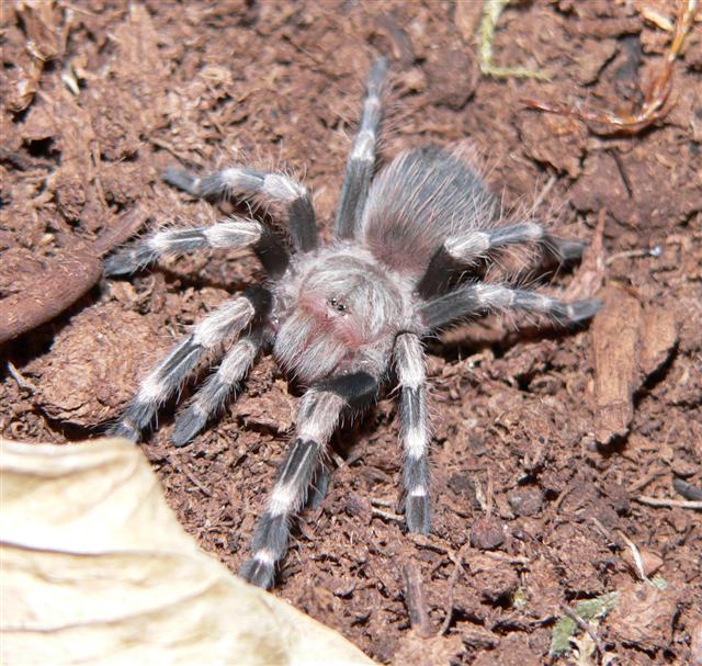 Nhandu chormatus (spiderling)