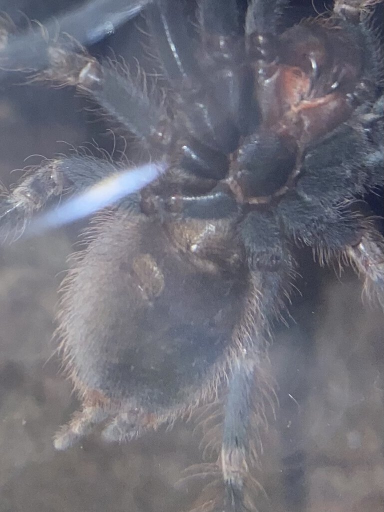 Nhandu chromatus, ≈2.5-3” DLS