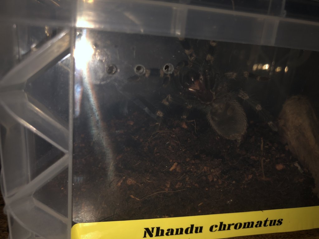 Nhandu Chromatus 2-2.5