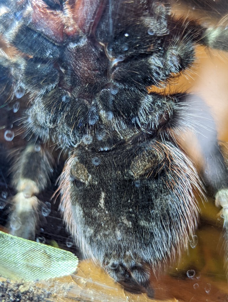 Nhandu chromatus, ~2.8 inches