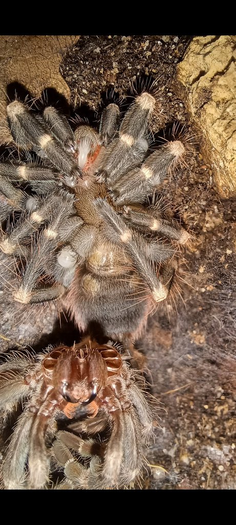 Nhandu chromatus 3 - 3,5cm