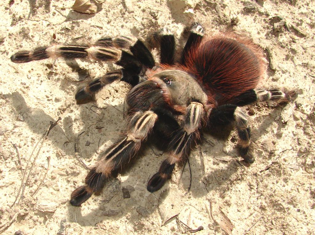 Nhandu chromatus ~6