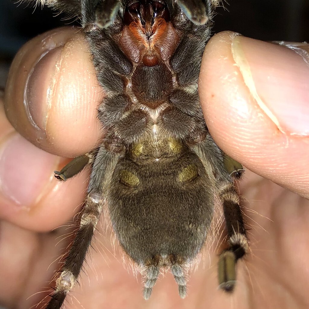 Nhandu chromatus - around 3” [VENTRAL SEXING{