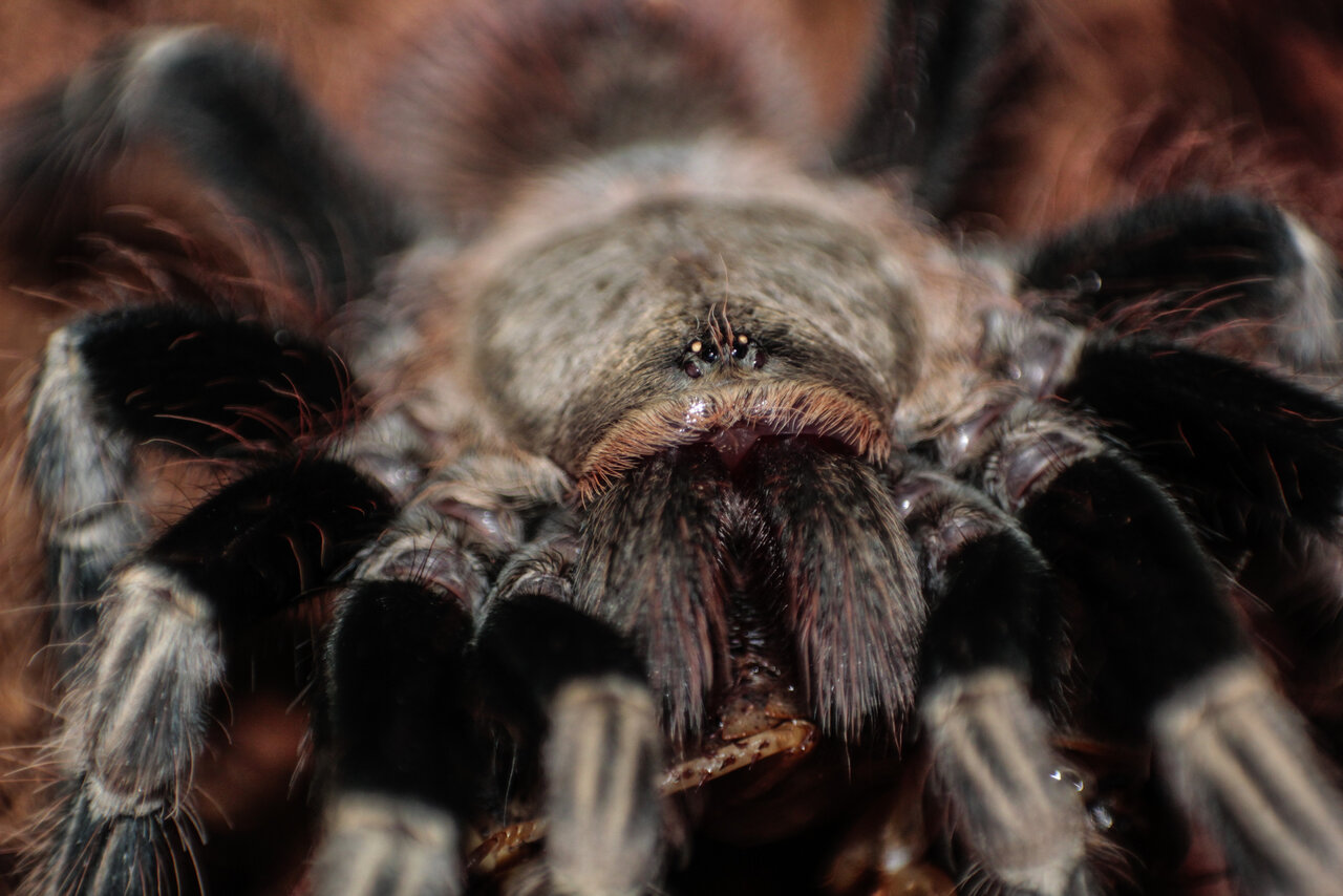 Nhandu Chromatus - Dinner time