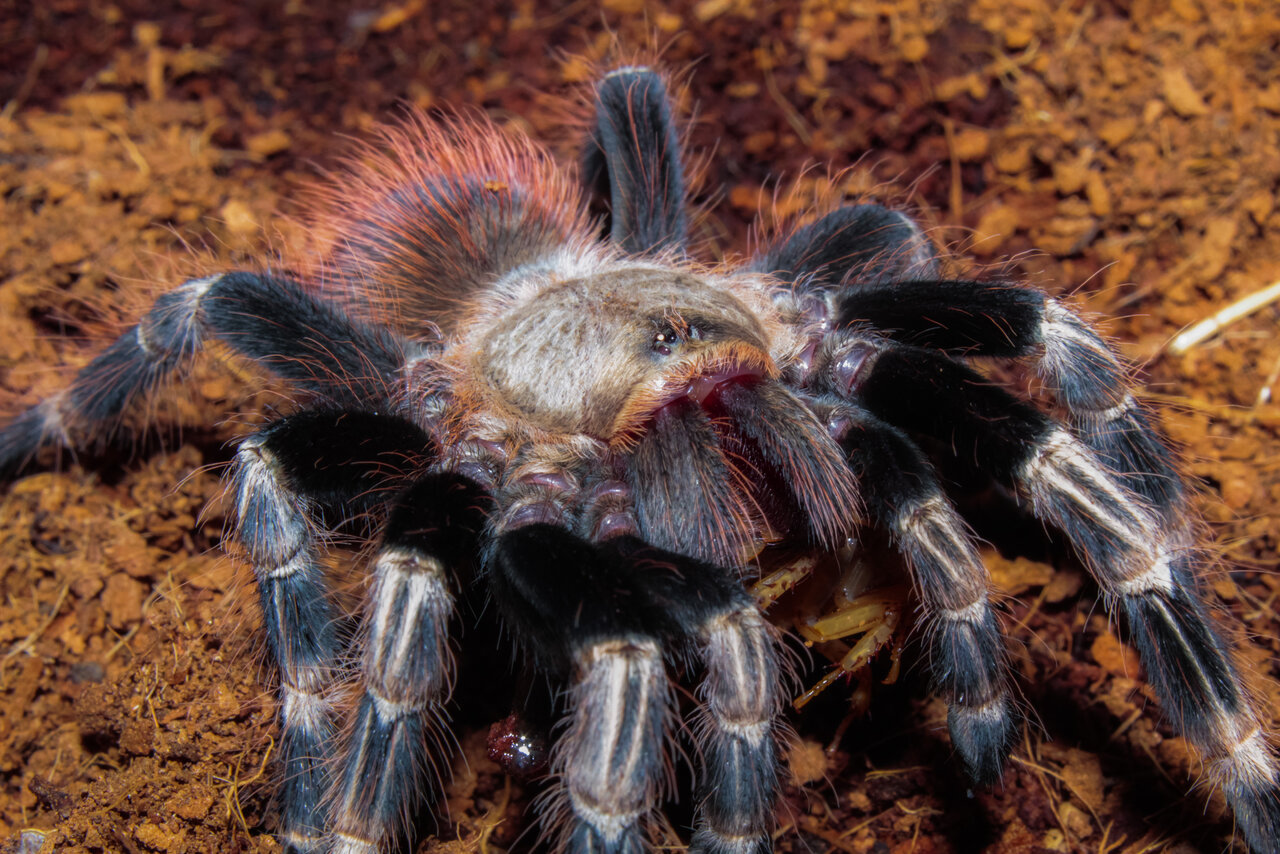 Nhandu Chromatus - Dinner time