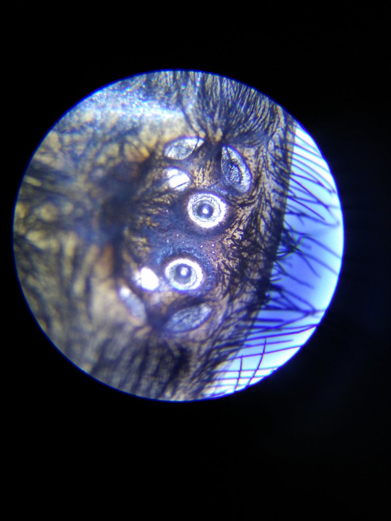 Nhandu chromatus eyes - at microscope