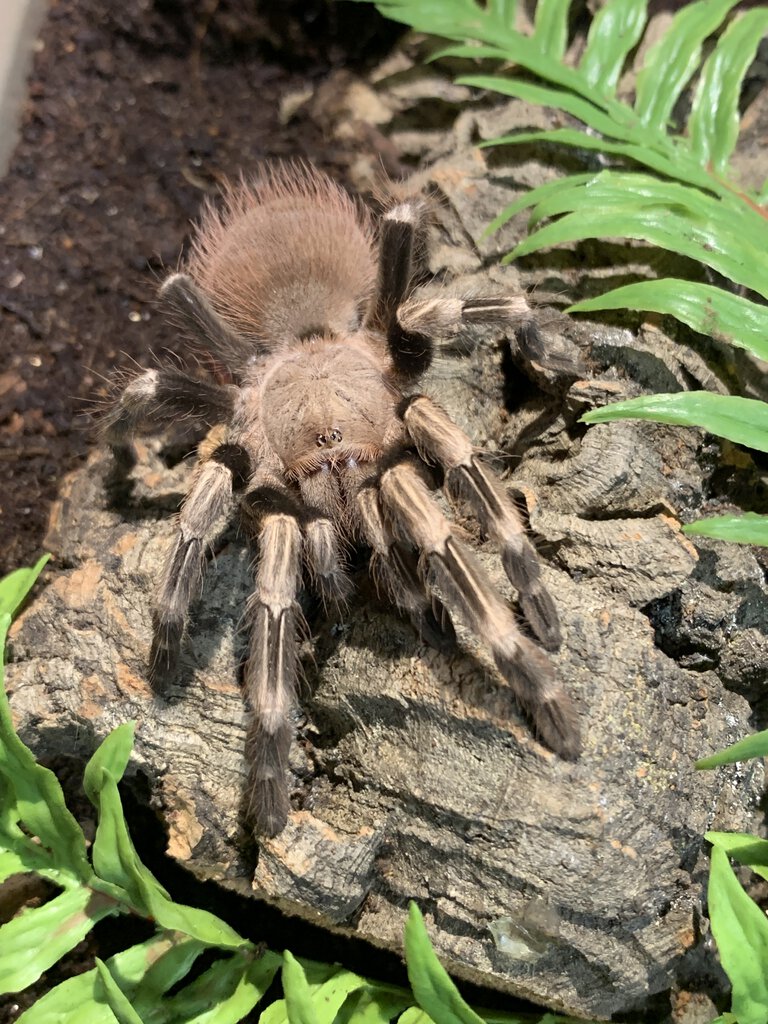 Nhandu chromatus female 3.5" dis