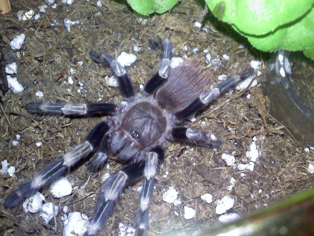 Nhandu chromatus (female name pending)