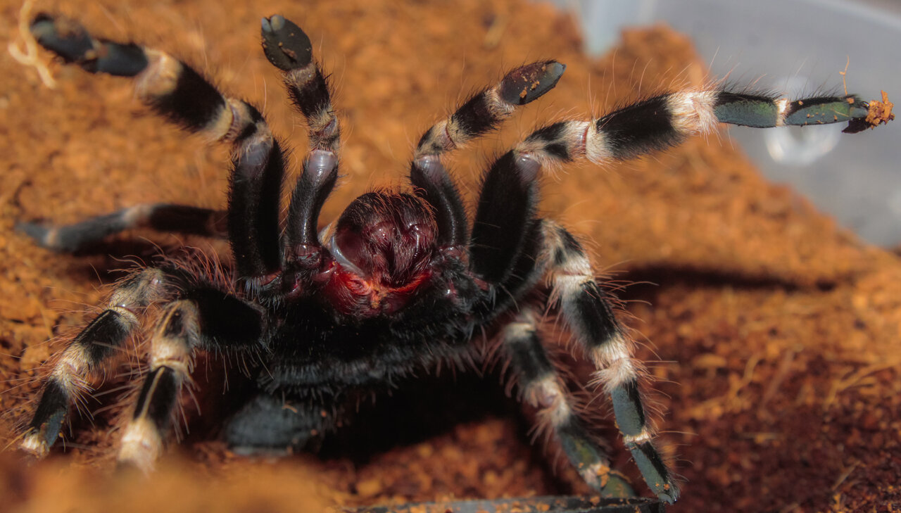 Nhandu Chromatus - Hug Machine 1