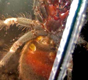 Nhandu Chromatus male or female?