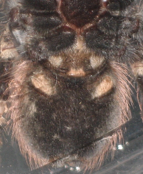 Nhandu chromatus Male or Female?