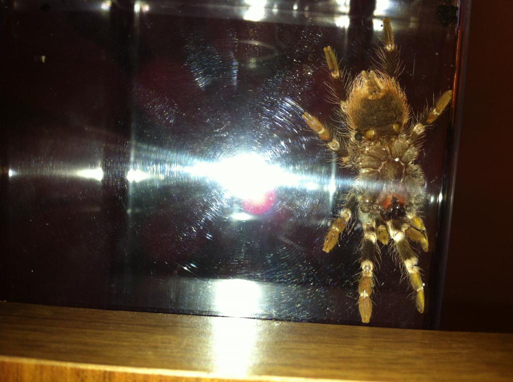 Nhandu Chromatus (Please Be Female)