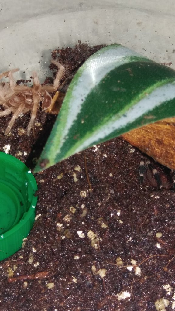 Nhandu chromatus post-molt