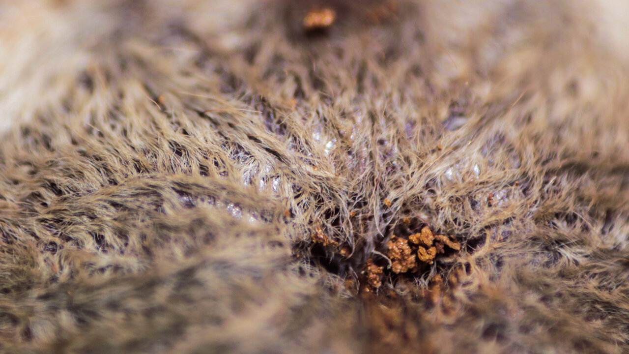 Nhandu Chromatus' Sarlacc (foveal groove)