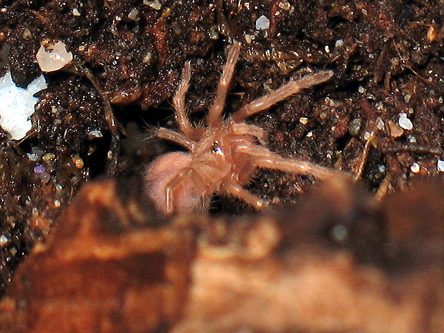 Nhandu chromatus spiderling