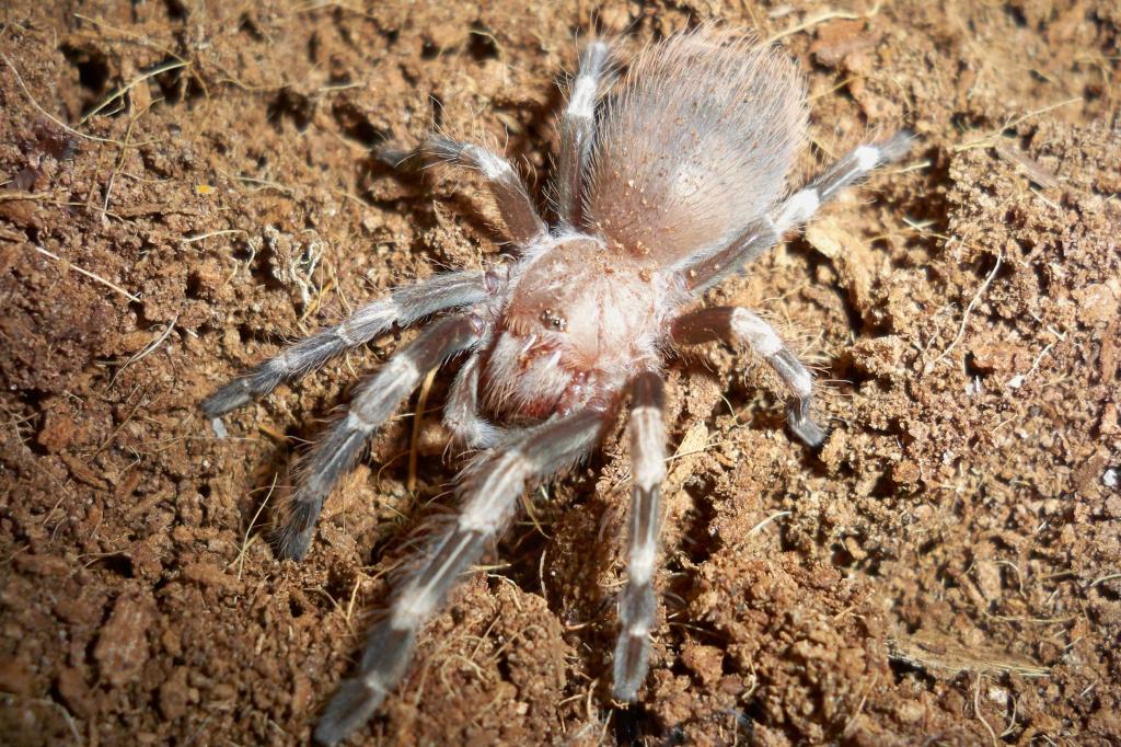 Nhandu chromatus