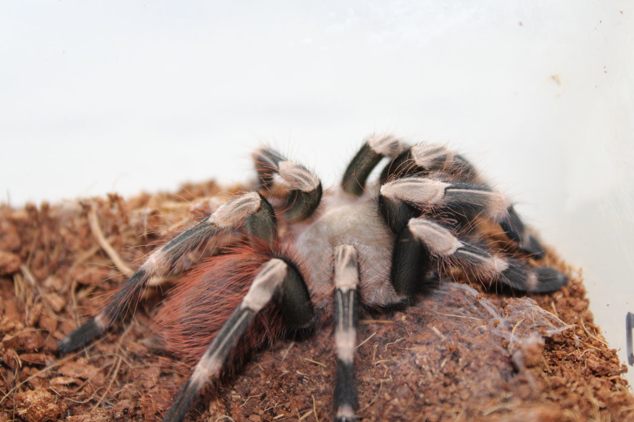 Nhandu chromatus