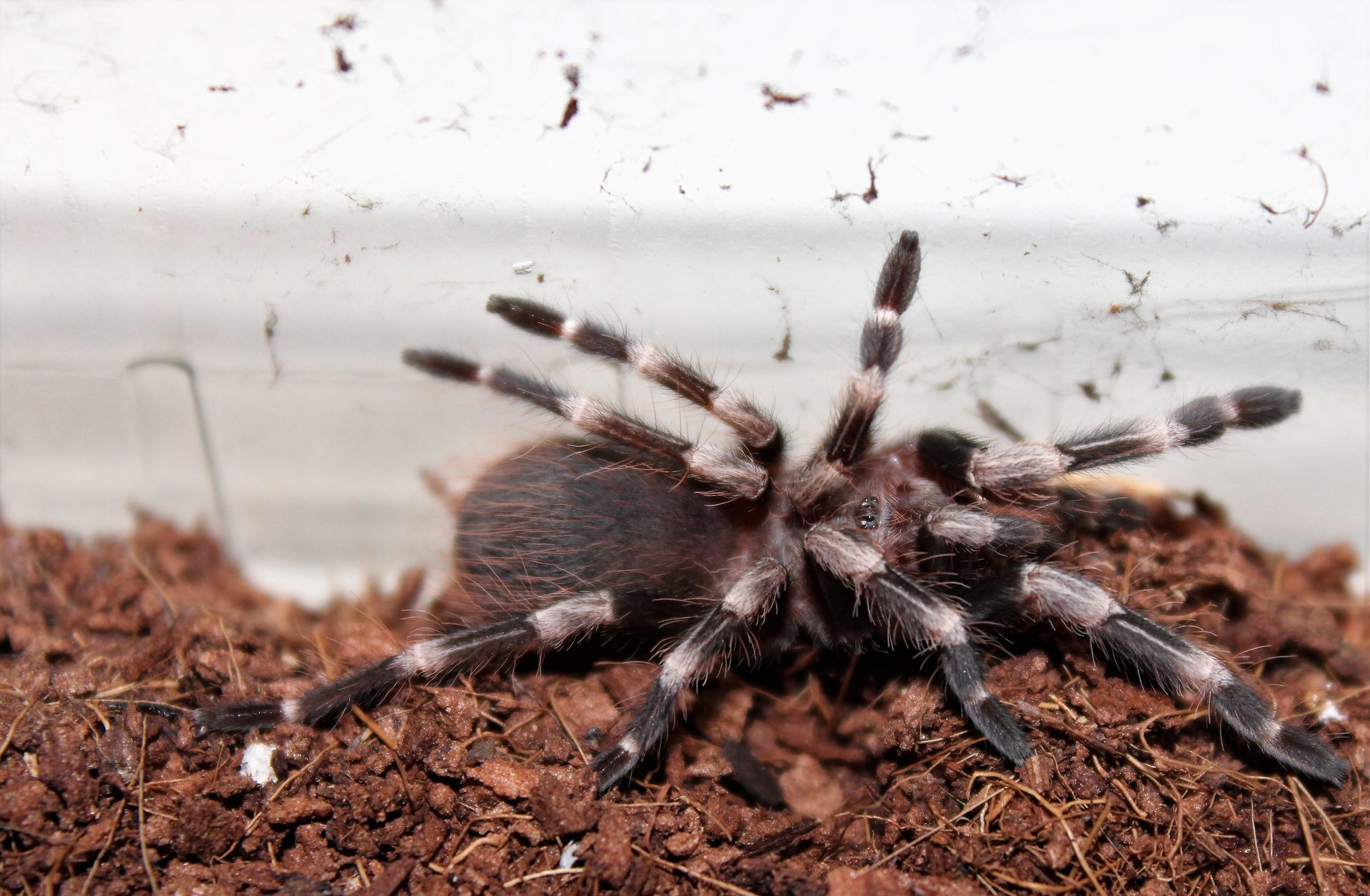 Nhandu chromatus