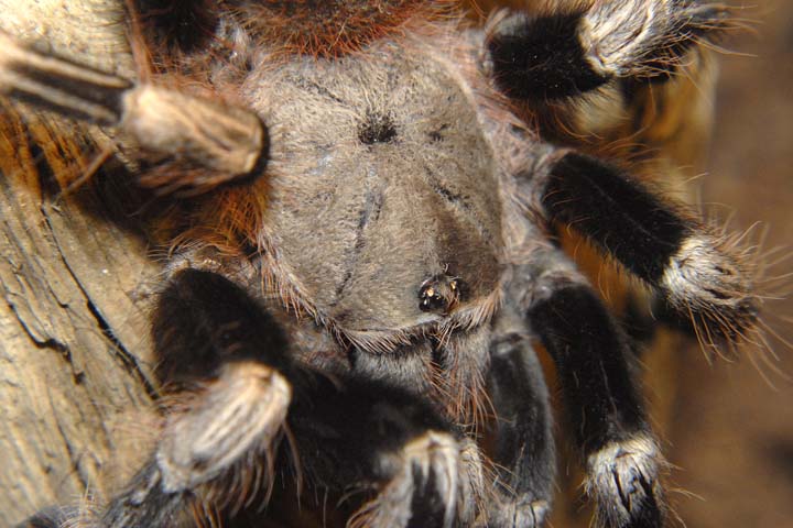 Nhandu chromatus