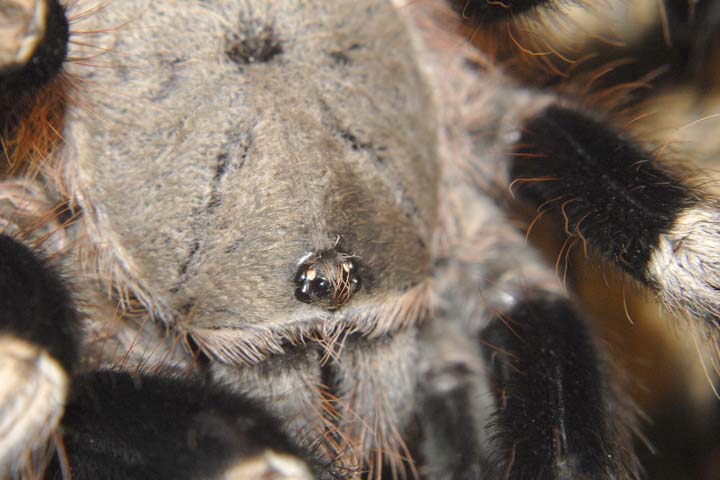 Nhandu chromatus