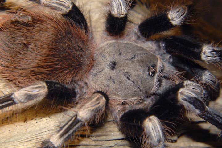 Nhandu chromatus