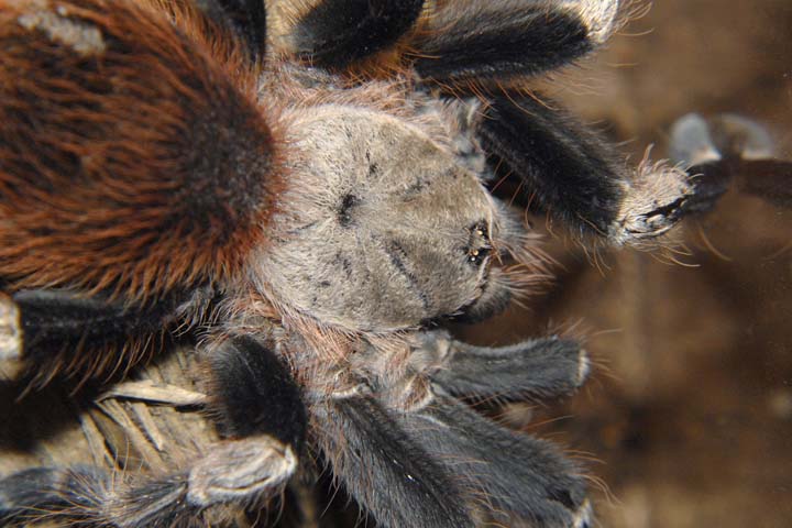 Nhandu chromatus