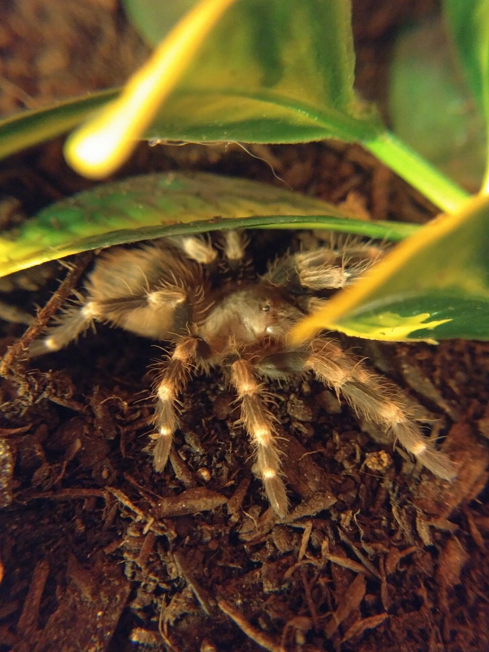 Nhandu chromatus