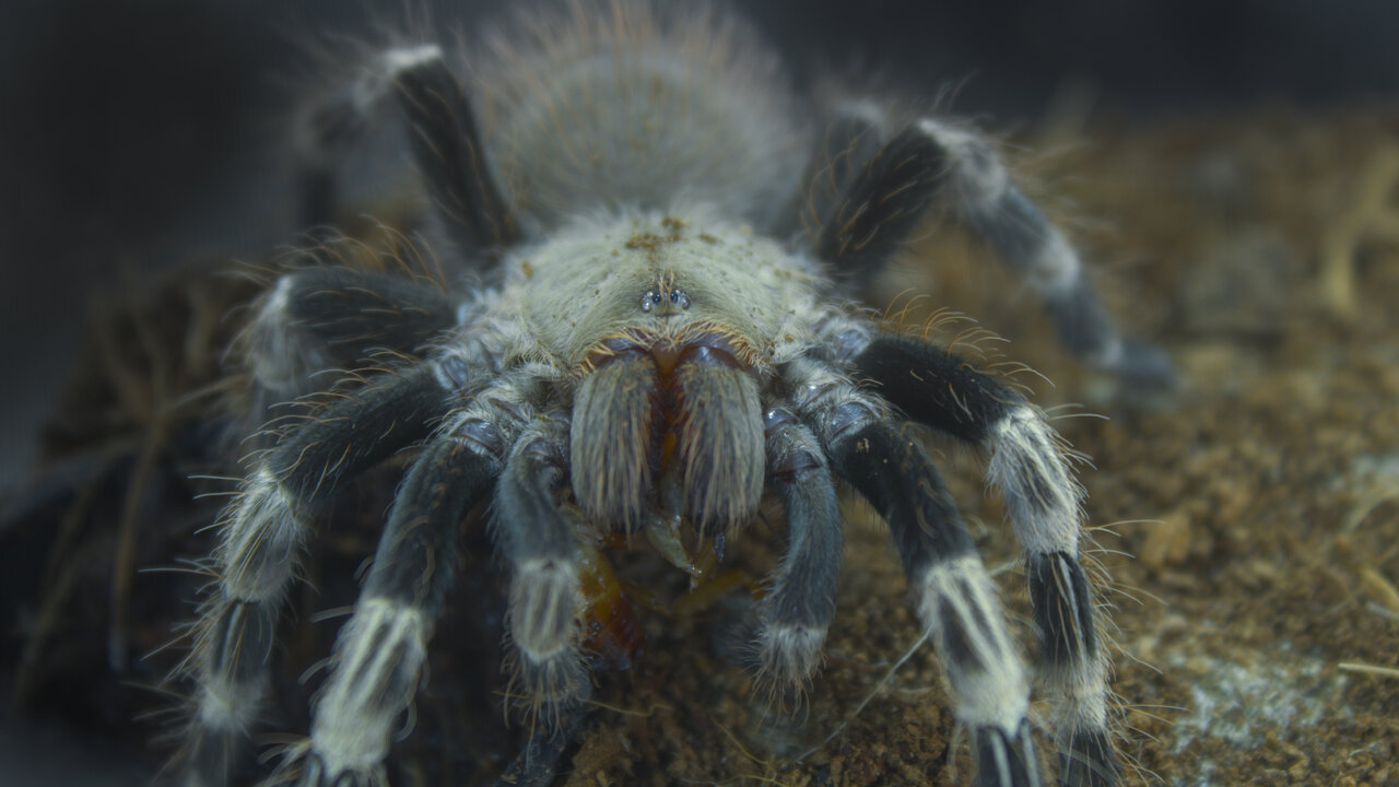 Nhandu Chromatus