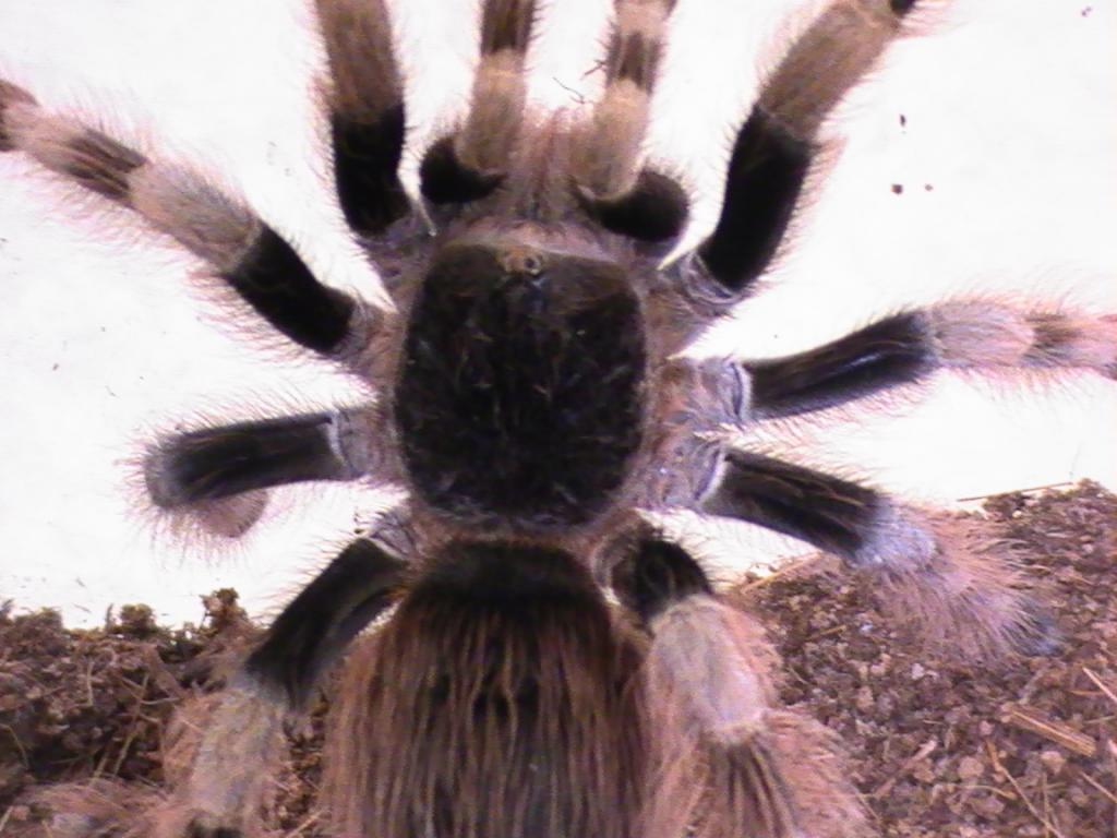 Nhandu collaratovillosum