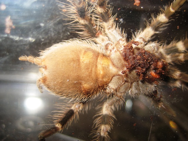 Nhandu Collaratovillosus Male Or Female ?