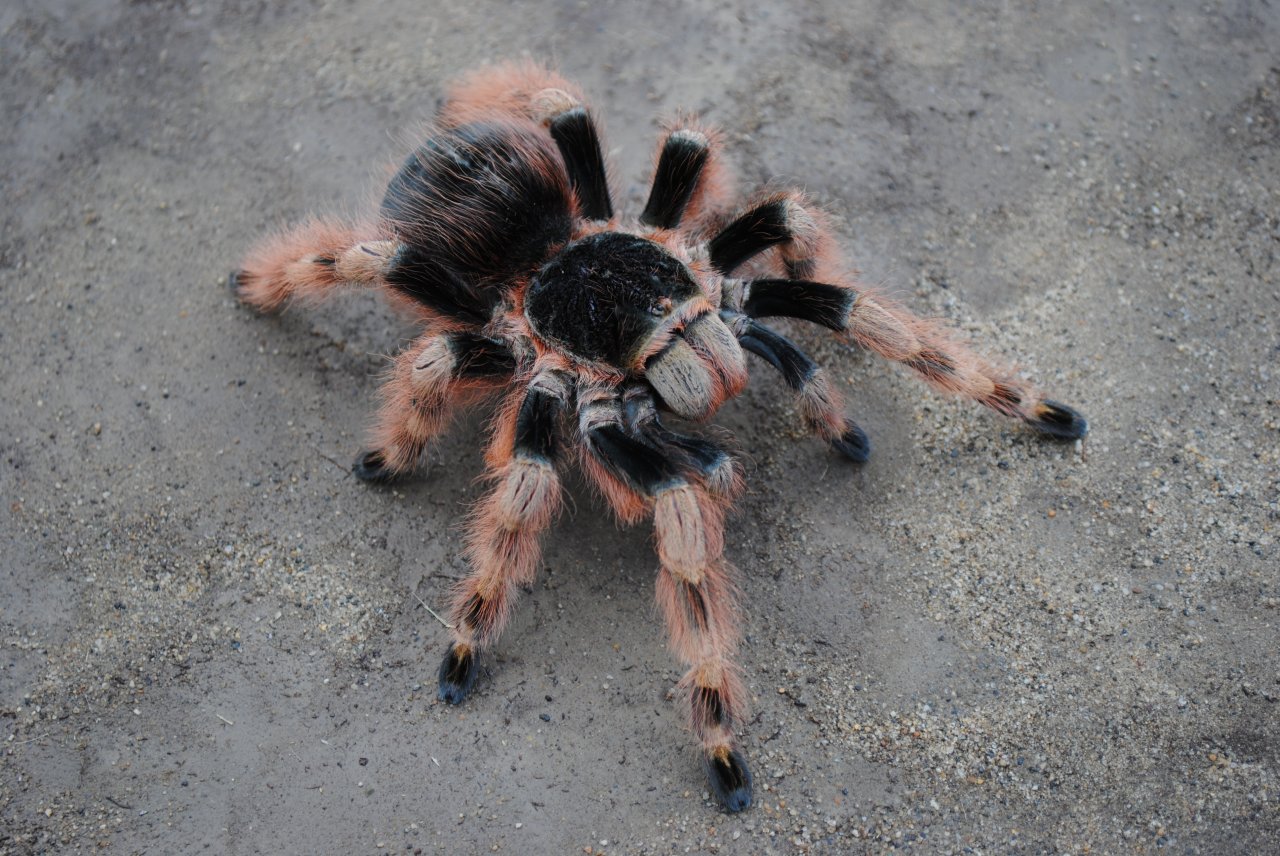 Nhandu coloratovillosus - Female