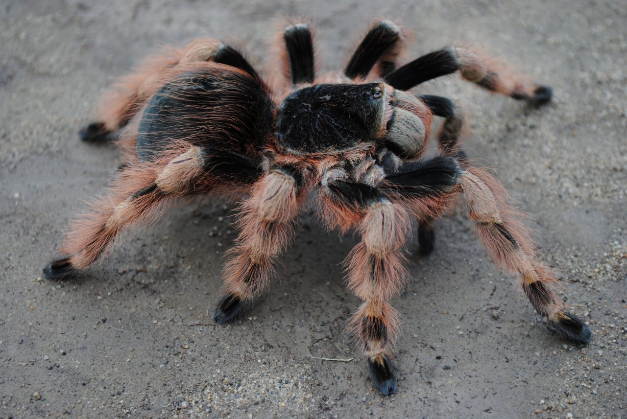 Nhandu coloratovillosus - Female