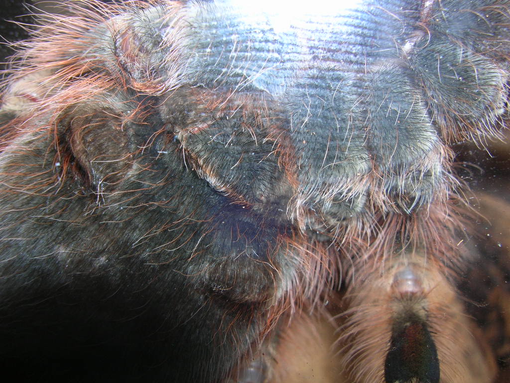 Nhandu coloratovillosus male or female?