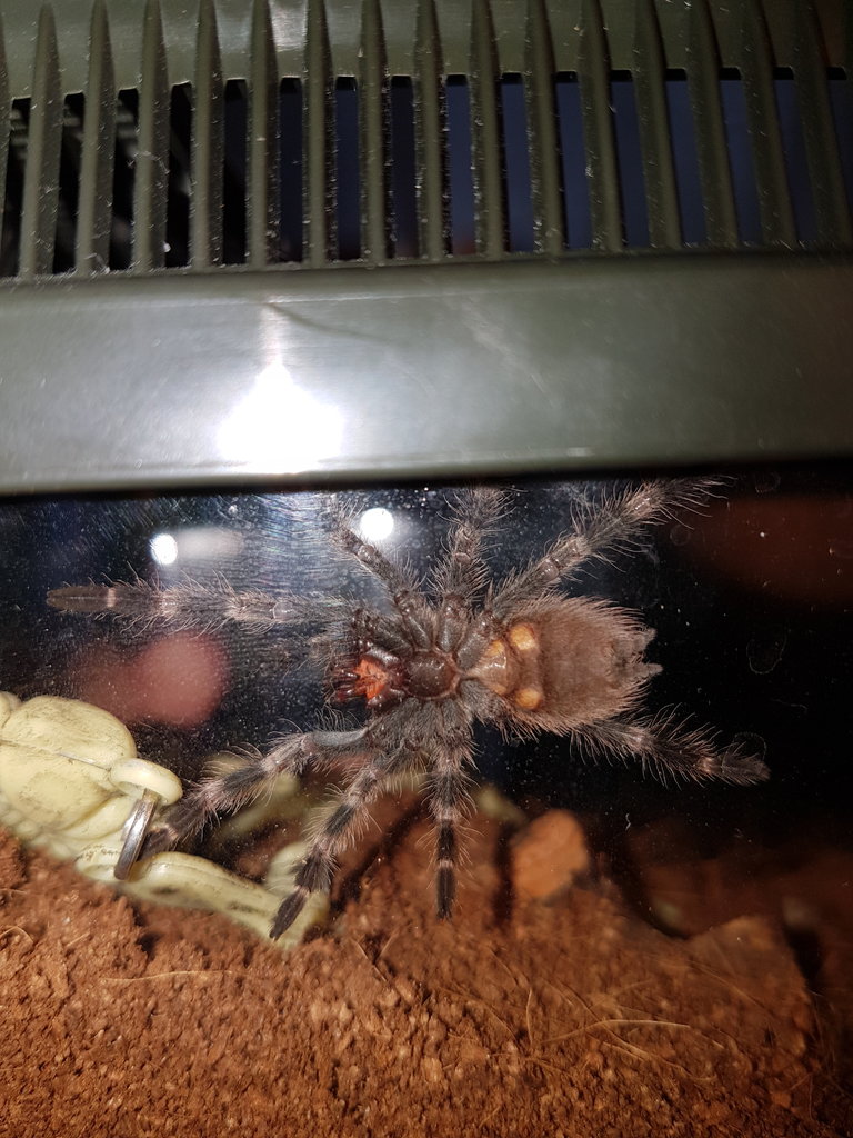 Nhandu coloratovillosus sexing