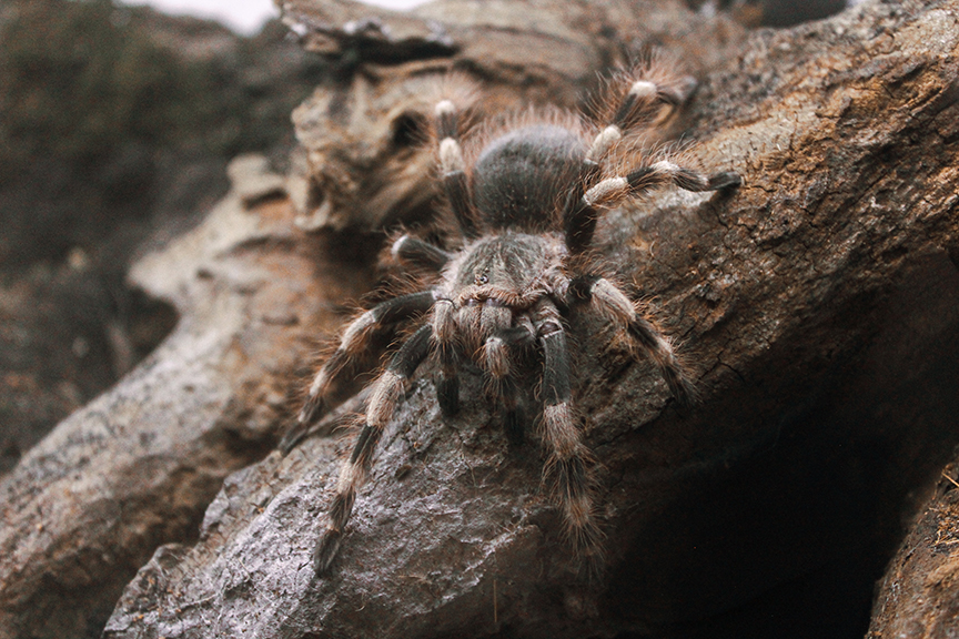 Nhandu coloratovillosus - sub adult female