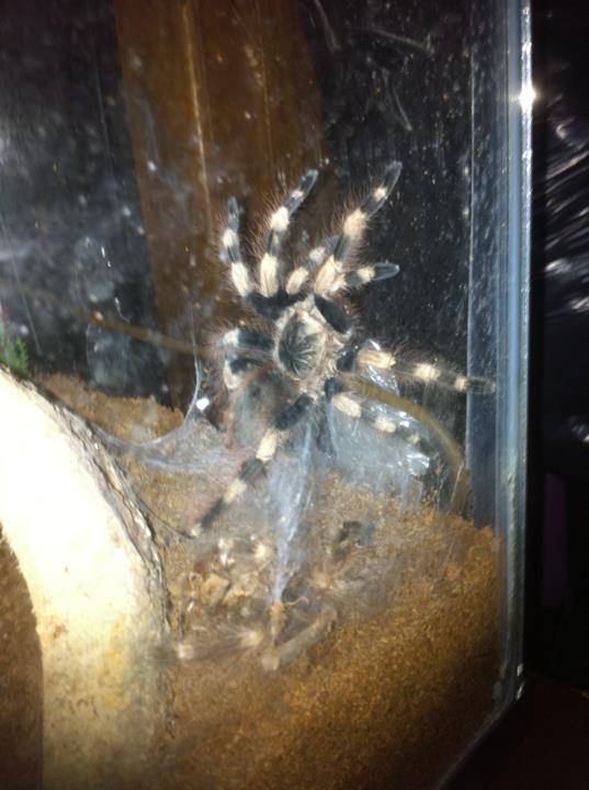 Nhandu coloratovillosus