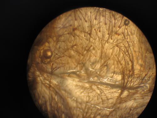Nhandu coloratovillosus