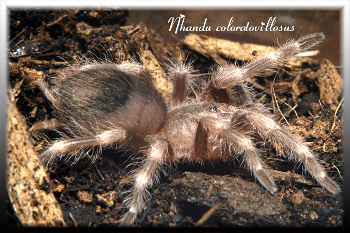 Nhandu coloratovillosus
